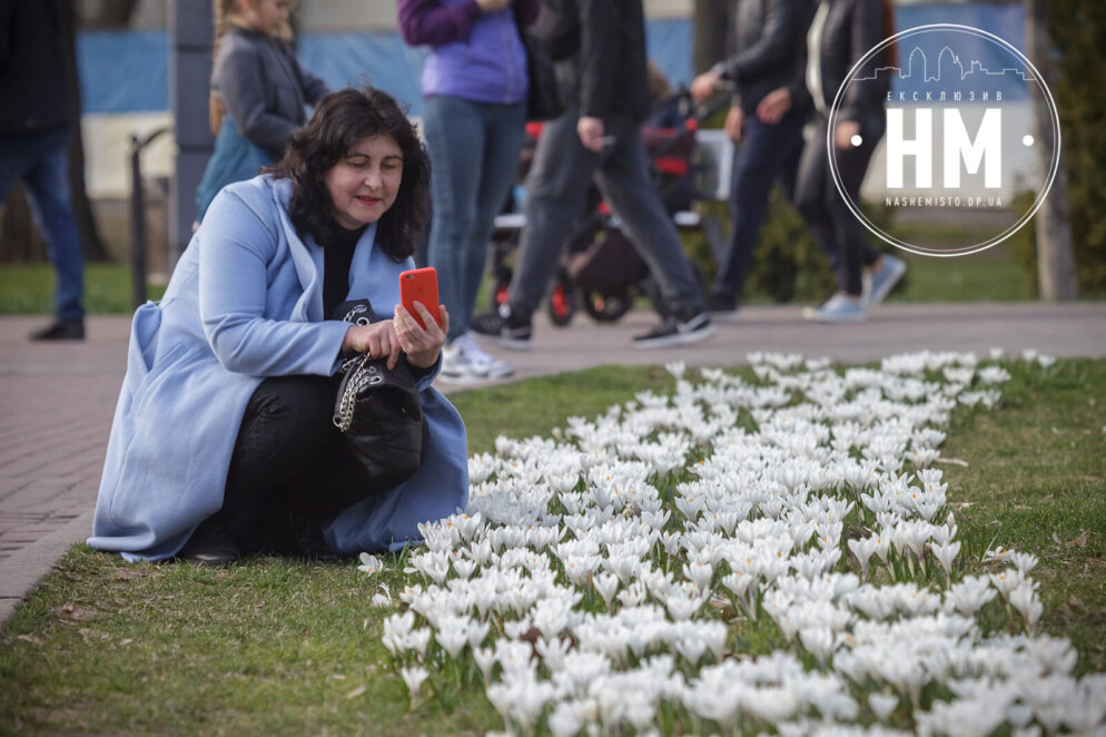 Нова квіткова фотозона: у Дніпрі у сквері Героїв розцвіли крокуси (фото)