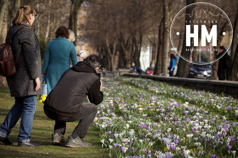 Нова квіткова фотозона: у Дніпрі у сквері Героїв розцвіли крокуси (фото)