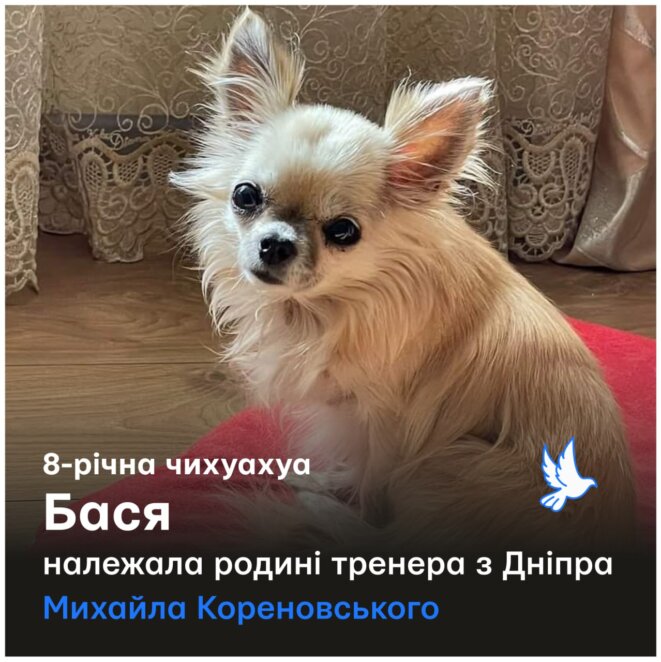 Трагедія на Перемозі: разом з тренером Кореновським загинула Бася, улюблениця всієї родини