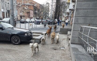 Новини Дніпра: Про боротьбу зі зграями вуличних собак - Наше Місто