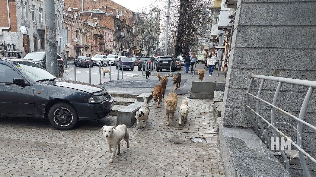 Новини Дніпра: Про боротьбу зі зграями вуличних собак - Наше Місто