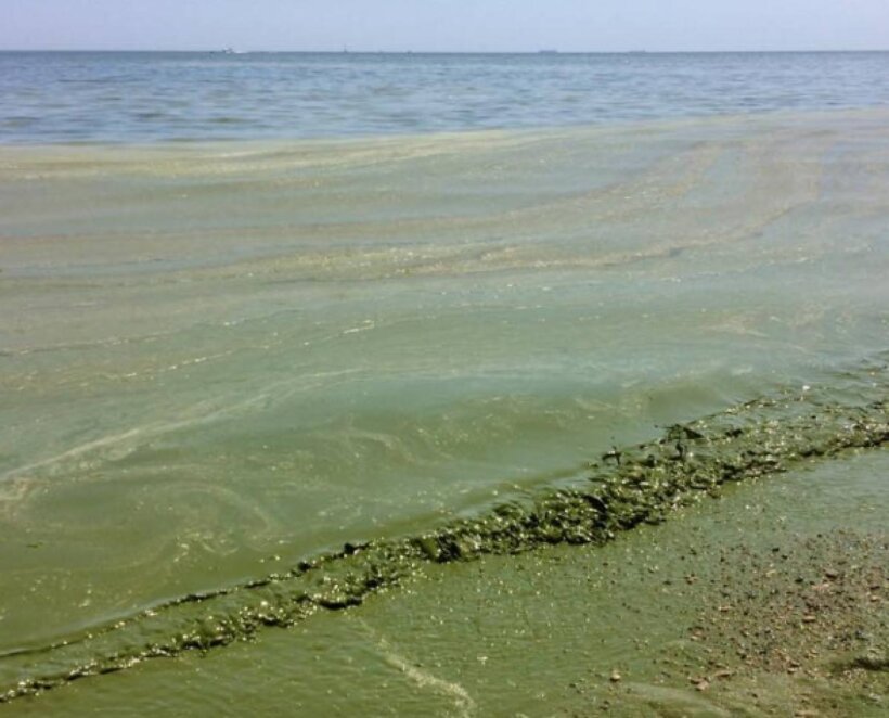 Чим загрожує опріснення води в Чорному морі - Наше Місто