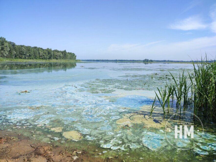 Новини Дніпра: Чим небезпечне цвітіння водойм