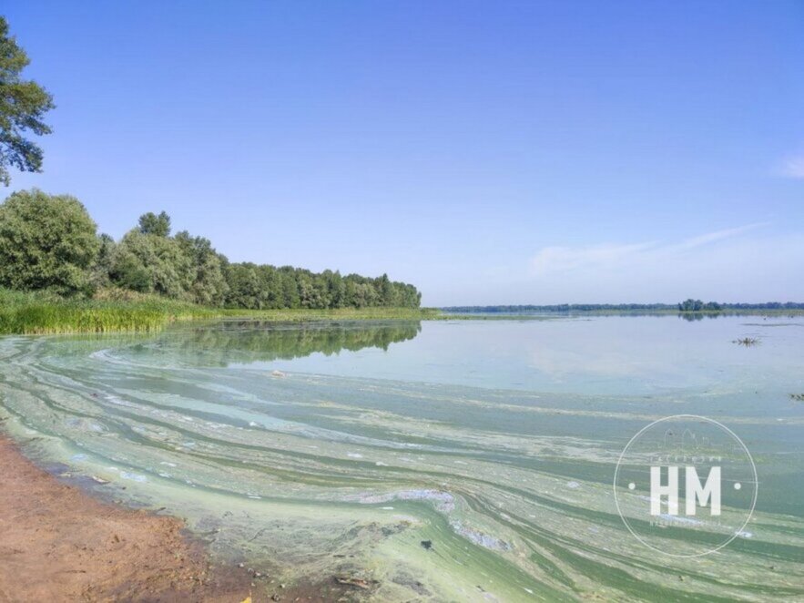 Новини Дніпра: Чим небезпечне цвітіння водойм