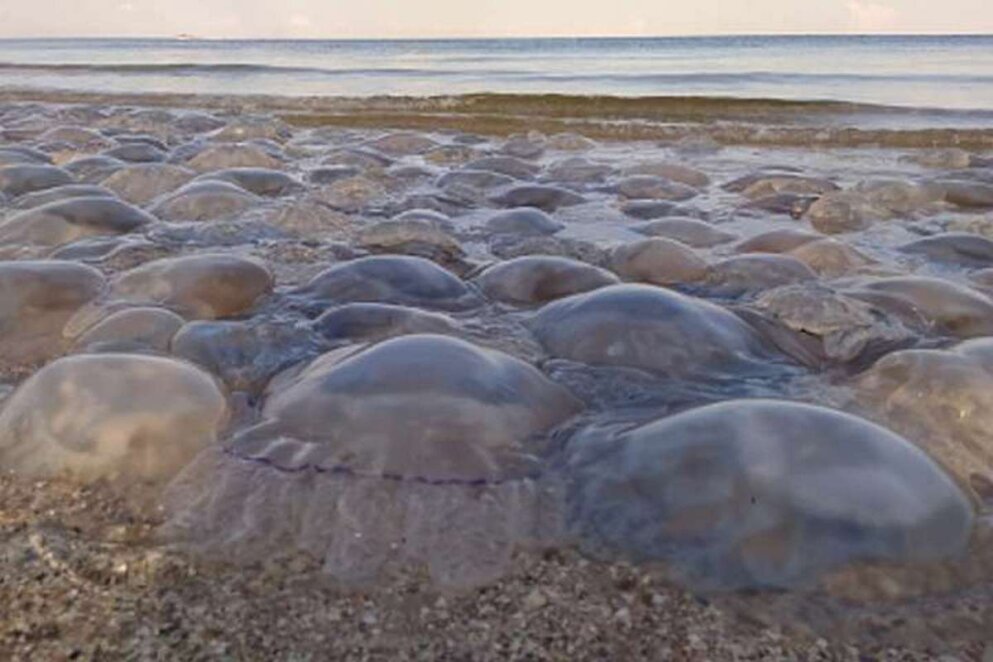  Азовське море перетворилося на медузний кисіль - Наше Місто