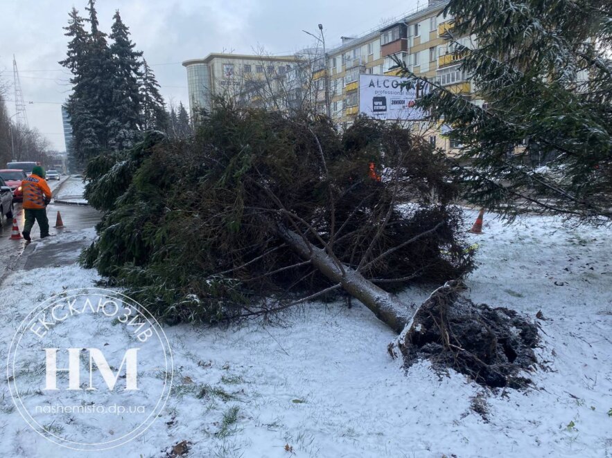 У Дніпрі через негоду з коренем вирвало величезну ялинку (Фото)