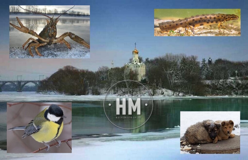 Новини Дніпра: Які тварини найбільш морозостійкі