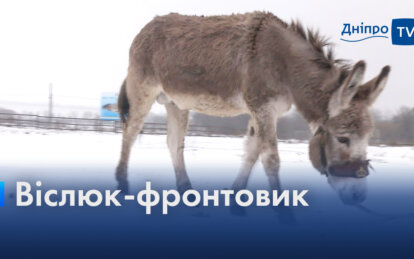 Возив на собі бойові снаряди: історія віслюка Хаймарса, якого евакуювали до Дніпра (Відео)