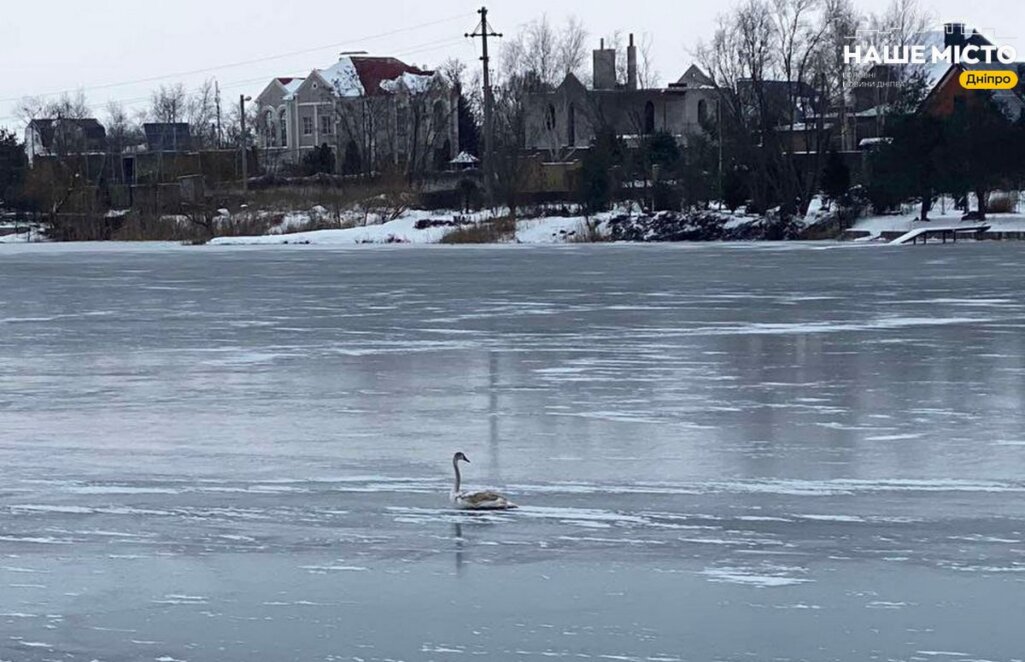 У Дніпрі лебедь вмерз у кригу - Наше Місто